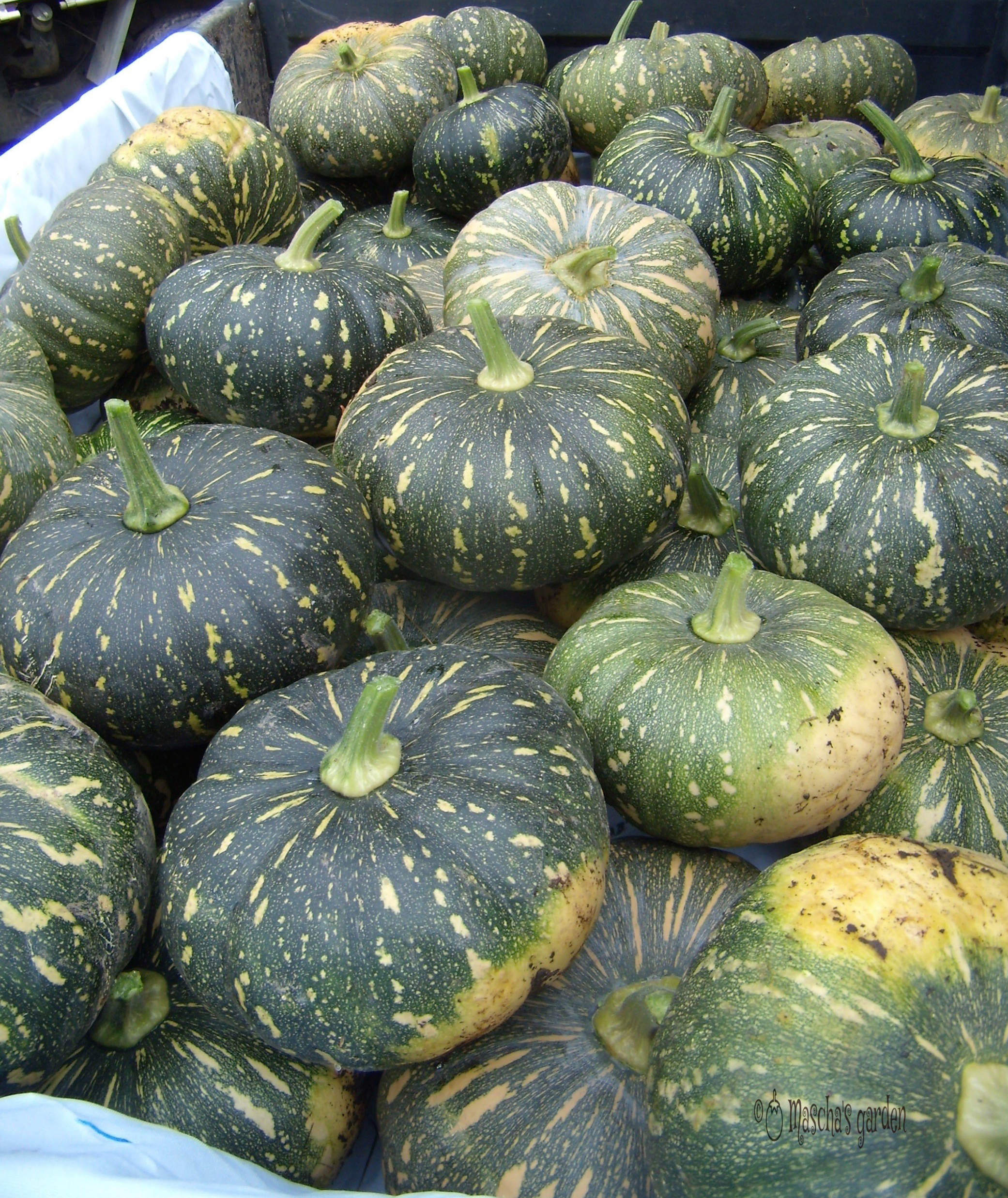 jap-pumpkin-harvest.jpg