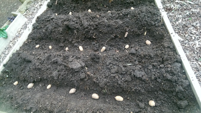 potatoes laid out