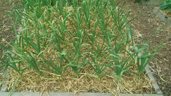 september- garlic